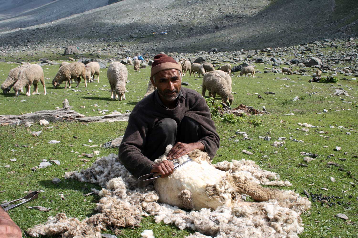 60% of the JK's revenue is generated by agriculture and animal husbandry  sectors' | Free Press Kashmir